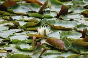 Hasu: water lillys (Photo: Erika Clark )
