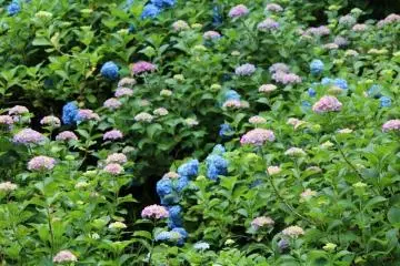 <p>สีสันของดอกอะจิไซ</p>