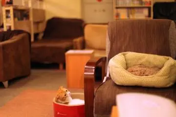 Kucing yang tampak mengantuk ini melihat teh melati saya - semua minuman 350 yen