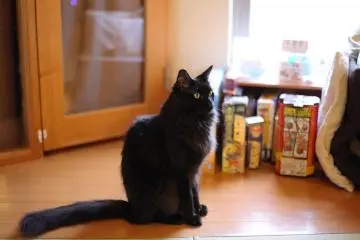 Bertemu dengan kucing-kucing cantik ini tidak murah; 30 menit 600 yen