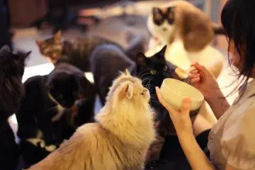 Cara terbaik untuk berteman dengan kucing adalah dengan snack khusus seharga 300 yen ini, dibatasi hanya untuk 8 tamu perhari