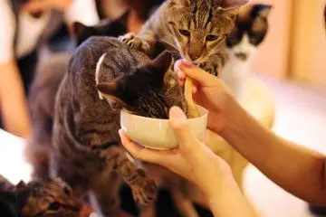 Kucing berkelahi untuk mendapatkan irisan tuna terakhir
