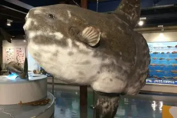 A 2.8 meter long mambo greets you at the entrance
