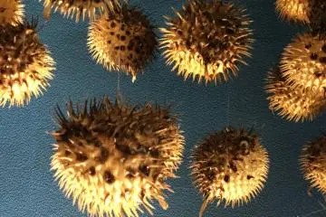 Baby porcupine fish photo booth.