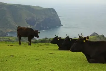 Cows hanging out on Matengai Cliff on the Kuniga Coast Trail