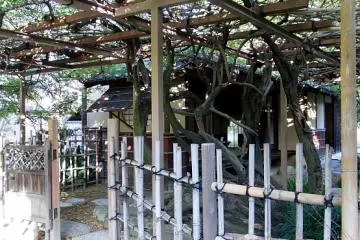 Wisteria