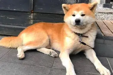 Bukemaru, le chien mascotte d'Akita