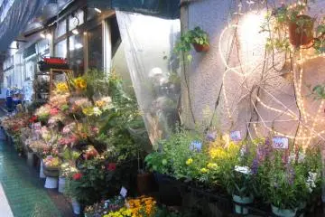 ร้านดอกไม้