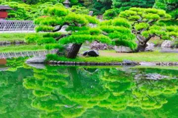  Bonsai pine trees