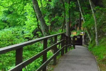 <p>Shady path to the old tunnel.</p>