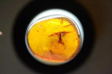 구지 호박 박물관