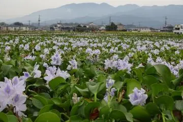 Fields of hyacinths in a quiet neighbourhood