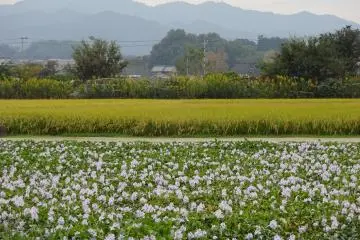 Flower fields, rice fields and sacred mountains
