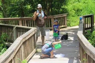 A father and his sons catch secadas, known as semi to the Japanese