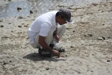A man hunts for tiny crabs along the beach