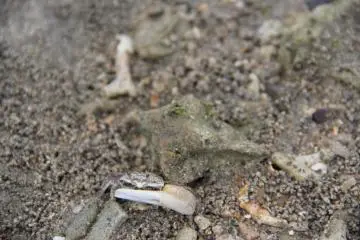 I am a little crab with one big claw