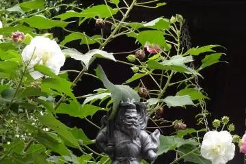 Who is sitting there in the rose bush?