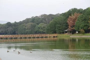 Ducks enjoy their play on Fukuda Pond