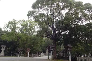 Over 100 year old trees all around the shrine