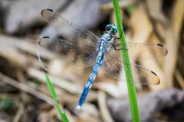 Dragonflies, butterflies, and other beautiful animals abound here
