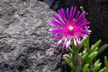 Wildflowers add tiny details to the shrine