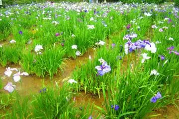 <p>ทิวทัศน์ของทุ่งดอกไอริสริมคลอง</p>