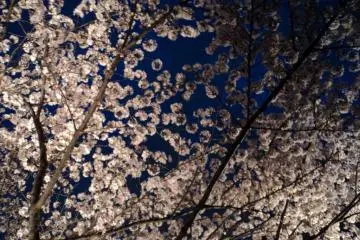 Kiyomizu Dera during the Sakura Season