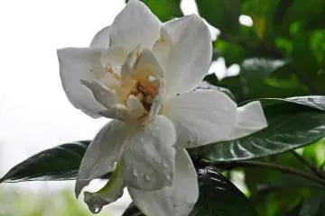 One of the flowers I saw while in the garden. (Photo: Michelle Madden)