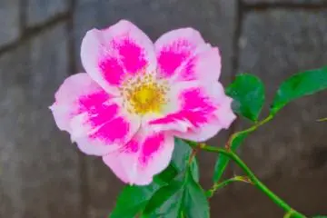 Many beautiful roses in Varney Park