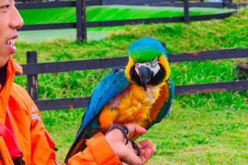 Parrot performance at Soleil Park