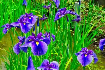 Yokosuka Iris Garden