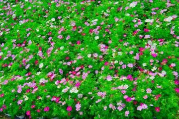 Kurihama Flower Park Poppies