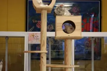 <p>แมวมากมายในหลายห้องที่ห้องนั่งเล่นกับเครื่องเล่นขนาดใหญ่</p>