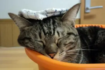 <p>ตัวนำโชคของร้านNekokaigi<br />
&nbsp;</p>