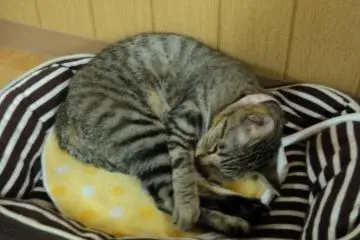 <p>เจ้าเหมี๊ยวนอนหลับ</p>