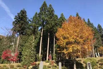 The reds and yellows look particularly striking against some evergreens (Photo: Kim B)