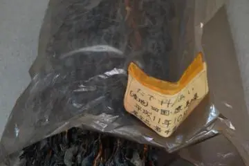 <p>Tumbuhan yang digunakan untuk memberikan sentuhan warna biru klasik pada proses pewarnaan.</p>