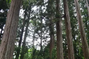 <p>Old and high Japanese cypress trees that fill the shrine precincts. One tree in particular oji-sugi (old-man cypress) is known to be over 1,000 years old.</p>