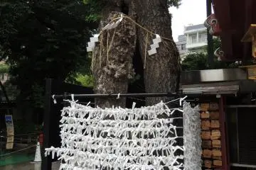 The tree itself that is also a shrine