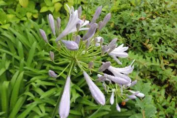 Raindrops on the flowers