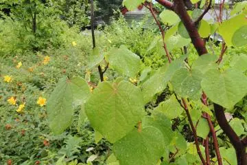 Teardrops from the leaves