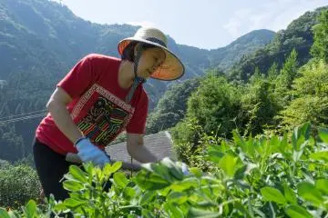 Farming experience