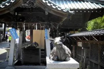 The Cow