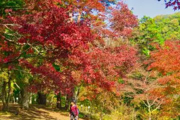 Maple Trees at Tsukinoishi Momiji Park