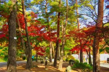 Tsukinoishi Momiji Park