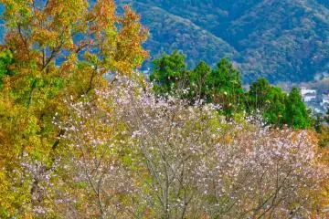 Plum Trees blooming in November