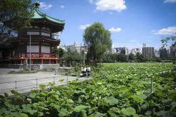 Famous lily-pad field