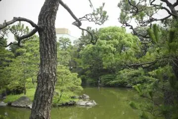 일본 소나무
