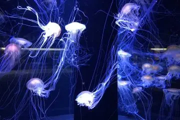Niigata City Marinepia Aquarium