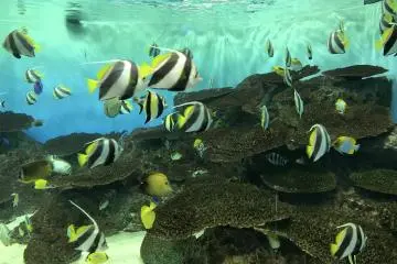 Fish in all colors of the rainbow can be found here